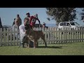 South African BOERBOELS show (WesternCape Boerboel Club Show)