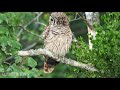 Barred Owl Call at North Carolina Refuge