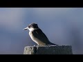 kingfishers feeding on crabs 2