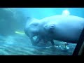 Погрузитесь в  Увлекательный Мир Аквариума Генуи | Dive Into the Fascinating World of Genoa Aquarium