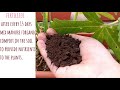 How to grow Okra/ Lady Finger/ Bhindi in pot from seed to harvest (60 Days Update)