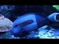 I Overcame High Nitrates & Phosphates in My 400-Gallon Saltwater Reef Aquarium