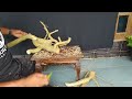 Eksekusi bahan bonsai WARU karakter unik