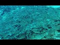Striped Mullet Fish Pod - SGS