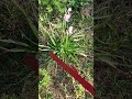 LITFM -  Never had to knock on Wood (Hyacinths)