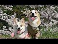 桜が満開！コーギーのお花見散歩　Cherry blossoms are in full bloom! Corgi Cherry Blossom Viewing Walk.