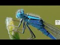 How Damselflies Stand Up Against Dragonflies | Wild to Know