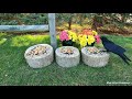 4K TV For Cats | Blue Spruce and Begonias | Bird and Squirrel Watching | Video 35