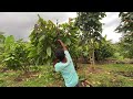 Cacao Pruning 101