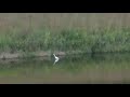 Egret Hunting for Fish