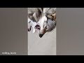 Husky is Silliest Creature On Earth 🤣 Funny Dog Video
