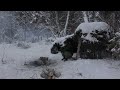 Survival in a cold wild forest. Constructing shelter to protect yourself from snow and wind . ASMR