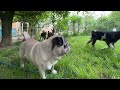 Maurice the Pug and the baby goats