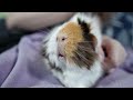 ALL the Guinea Pig’s Favorite Things IN ONE DAY!