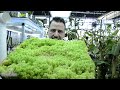 Live Sphagnum Moss the ultimate propagation and care guide by Carnivaro