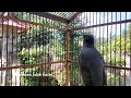Terapi & Pancingan Burung Jalak Stres Macet Bunyi - Jalak Kebo Gacor Full isian Eps 403