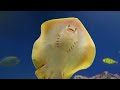 Underwater World 4K (ULTRA HD) - Discover the Beauty of Coral Reef Fish - Relaxing Sounds