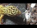 Leopard Gecko Feeding video 4 Del 2