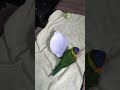 Our rainbow lorikeet Speedy has fun