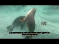 Love for Sea Lions  Watch These Heartwarming Interactions