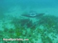 Virtual Dive: Manta Ray - South Florida (www.AquaSportsInc.com)