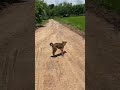 タイの田舎を走るビーグルとタイ犬