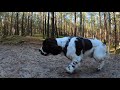 English Springer Spaniel  Enzo II Slow Motion