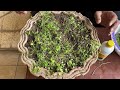 Coriander and Mint together | Supporting crop technique for kitchen garden | Dhania aur pudina