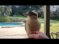 Tickling a Friendly Kookaburra