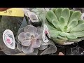 HOJE NO MERCADO COM AS PLANTAS QUE CHEGOU| ROSA DO DESERTO E MUITO MAIS