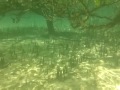 Nokia N8 underwater (Krussel SeaLAbox)