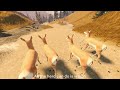 Yellowstone Unleashed Roblox Pronghorn Herd