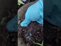 Planting  red onions  in organic  soil🌰🌰🇯🇲