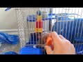 Hamster eating carrot