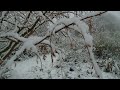 Winter Snow in the Garden 🌨️🌨️🌨️