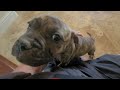 American Bulldog puppies socal brindle male 7 weeks we love bullies kennel