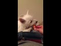 Westie puppy eats carrot