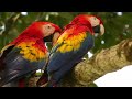 Costa Rican Scarlet Macaws, Before My Good Camera Quit Working