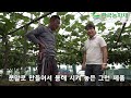 [한국농수산TV] 한 포도나무에 무려 280송이 포도가 주렁주렁 이거 실화냐??