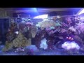 Hammers growing well in 22 gallon long saltwater tank using reef roids