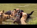 Mood Boosting Video of Dogs in Swimming Pool | The Farm