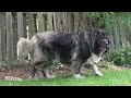 ALONE with a 220lbs Caucasian Shepherd (Ovcharka) 😐