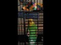 Sofia in a timeout - someone was naughty! - Parakeet/Budgie
