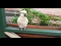 The wild solitary cockatoo has found a companion, peeking curiously into the house.