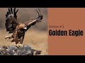 Golden Eagle | Section 2 of The birds of air