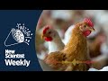 New human cases of bird flu | New Scientist Weekly Ep 259