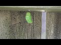 Monarch Caterpillar to Chrysalis - sped up