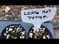 Impromptu Garden Tour - Grow Grocery Store Beans , Be Positive and Propagate