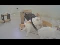 Pet Pranks: Funny Moments That Will Make You Laugh 🙀😂 Funny Cats Moments 2024 🙀