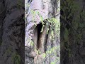 Strange Baobab Tree | What’s in the trunk?